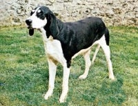 ANGLO-FRANCEZ ALB-NEGRU, TALIE MIJLOCIE